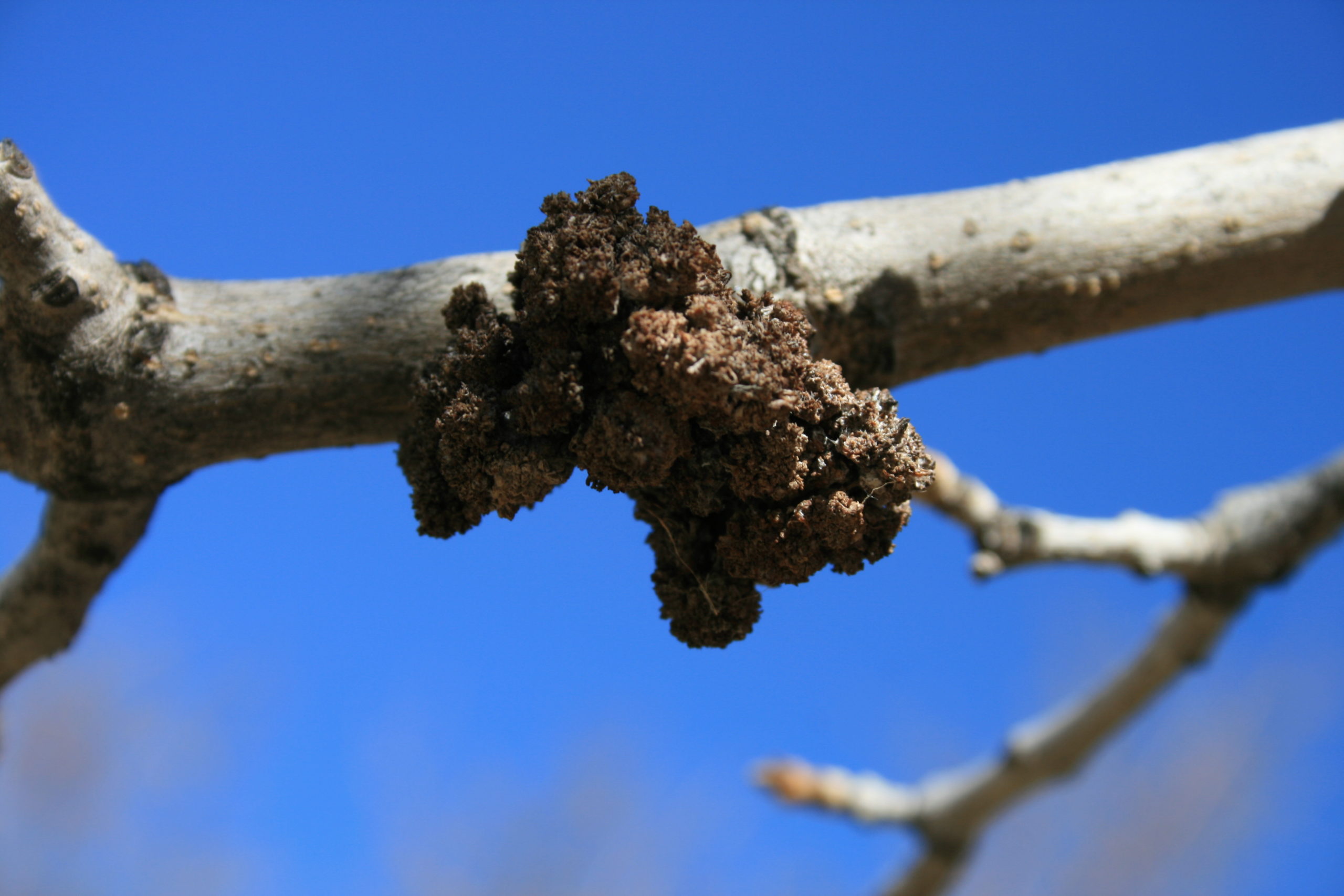 This tree has Ash Flower Gall a commonly seen disease in Boulder county. This disease does not affect the overall health of the tree, it is merely an aesthetic issue.