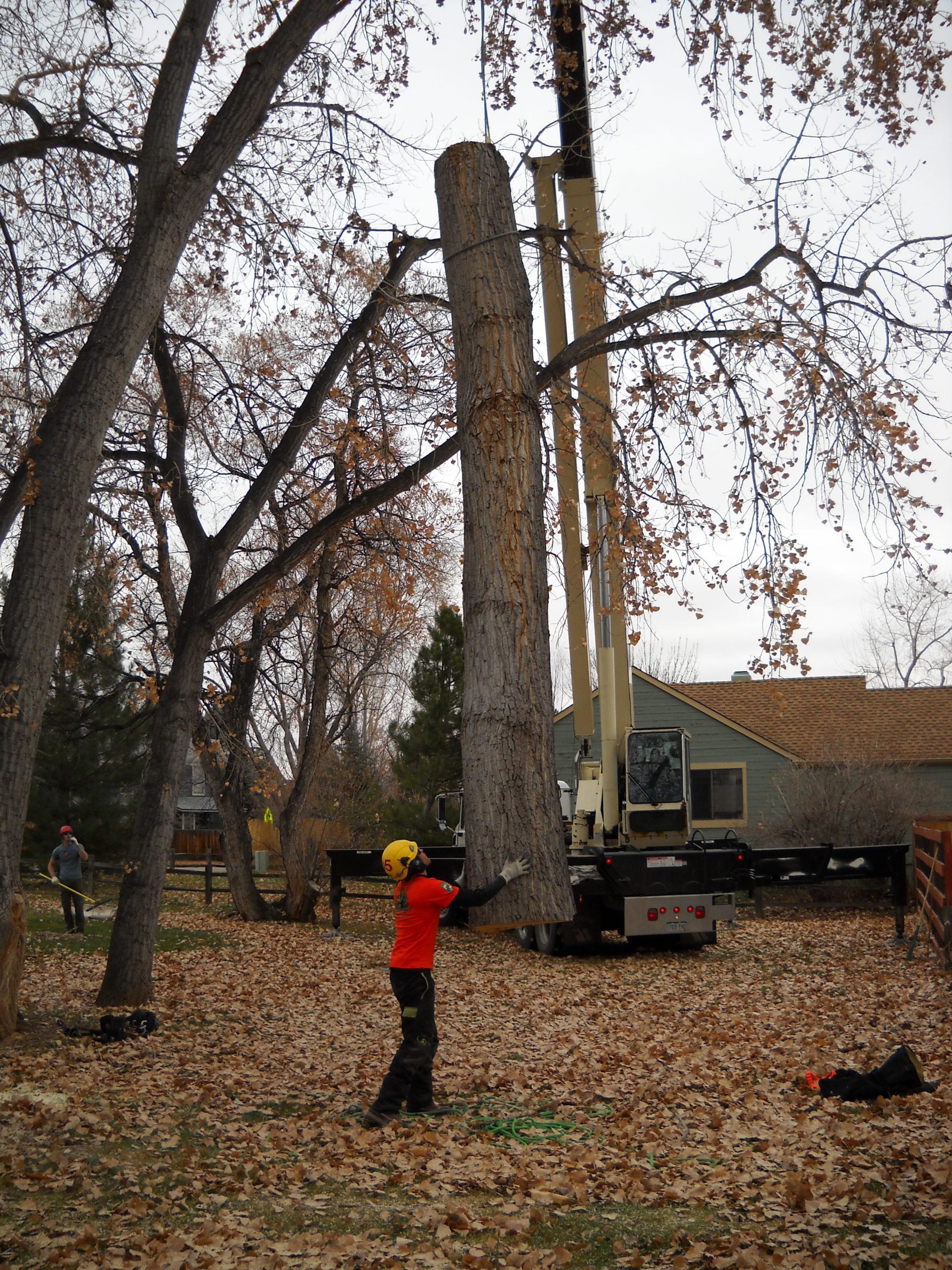 Working at a local park in Louisville. Here we are removing a Hazardous Cottonwood and making the park safer.