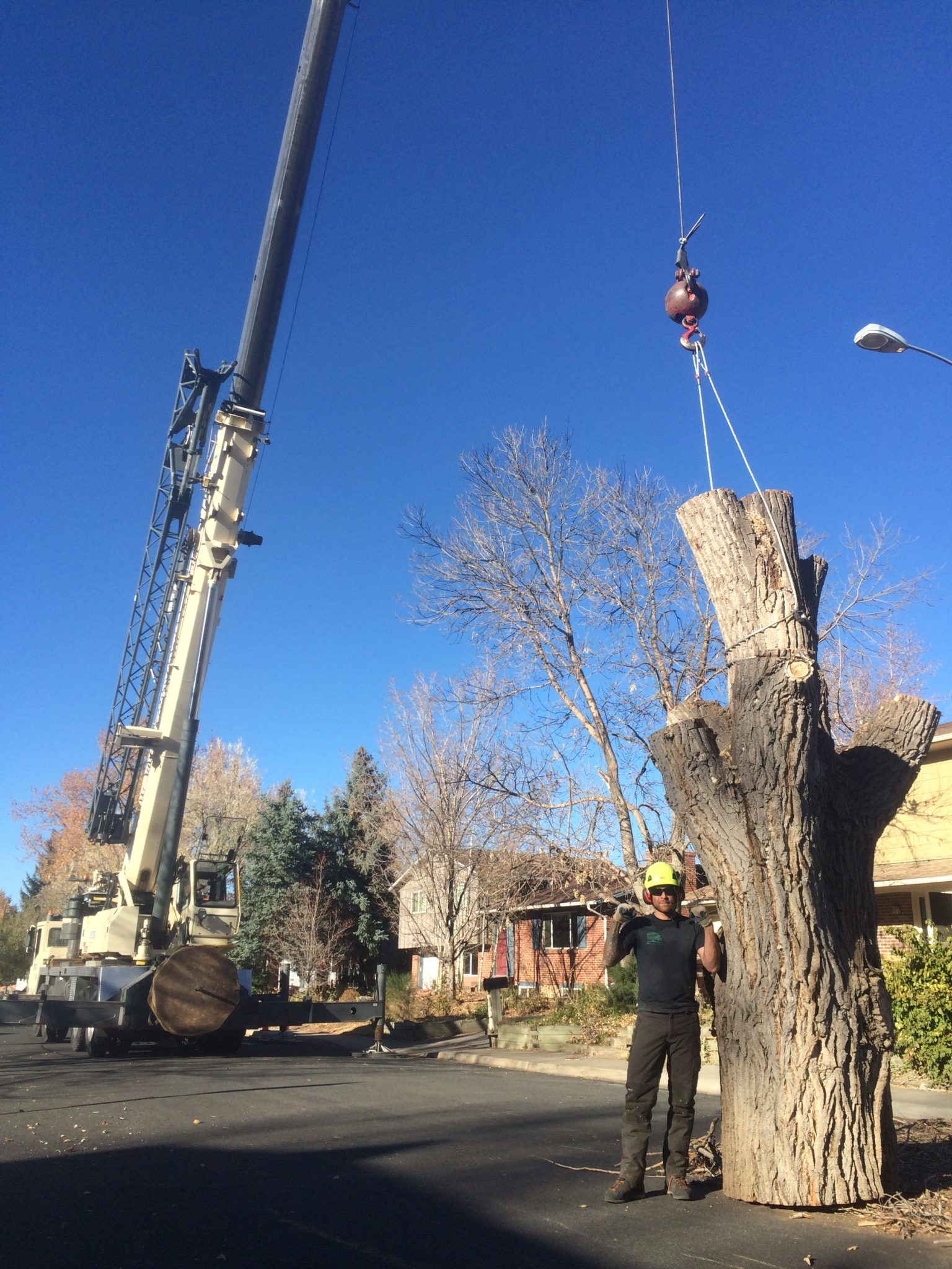 Boulder Crane Tree Removal Offers Protection And Safety