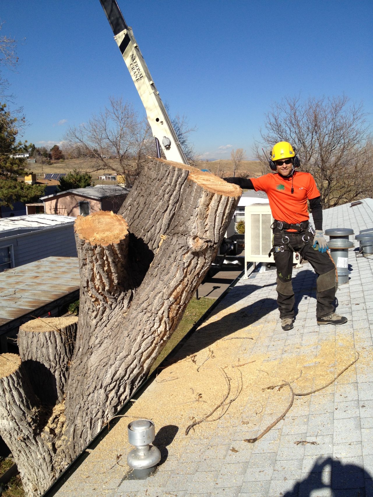 Tree Chipper TLC Tree Expert