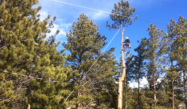 Rocky Mountain National Park hires TLC Tree Expert Inc. (A Boulder Tree Service)