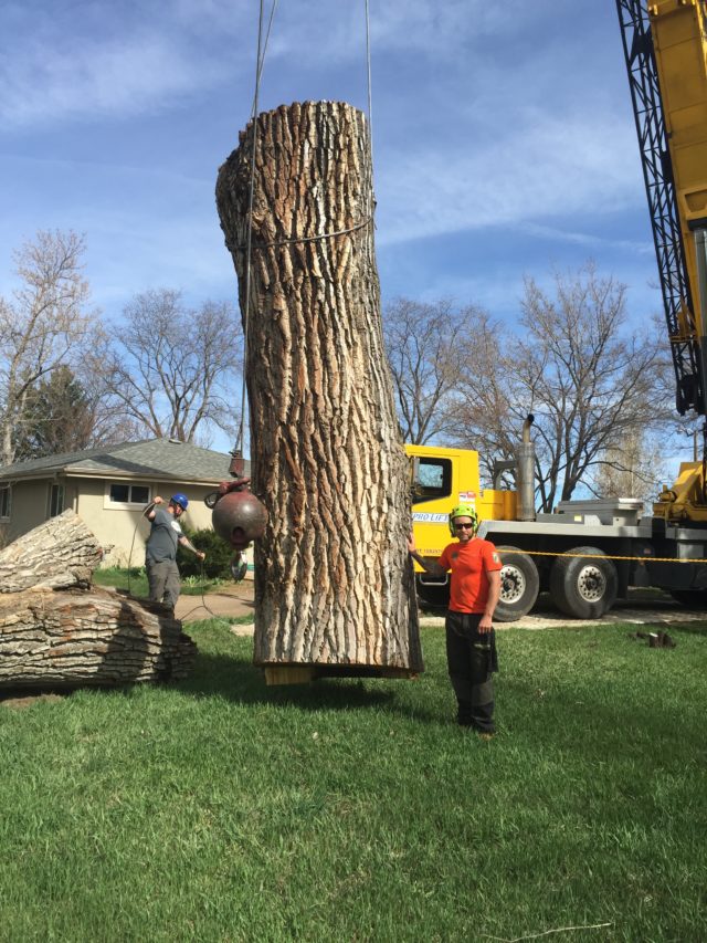 Boulder Crane Tree Removal Offers Protection And Safety